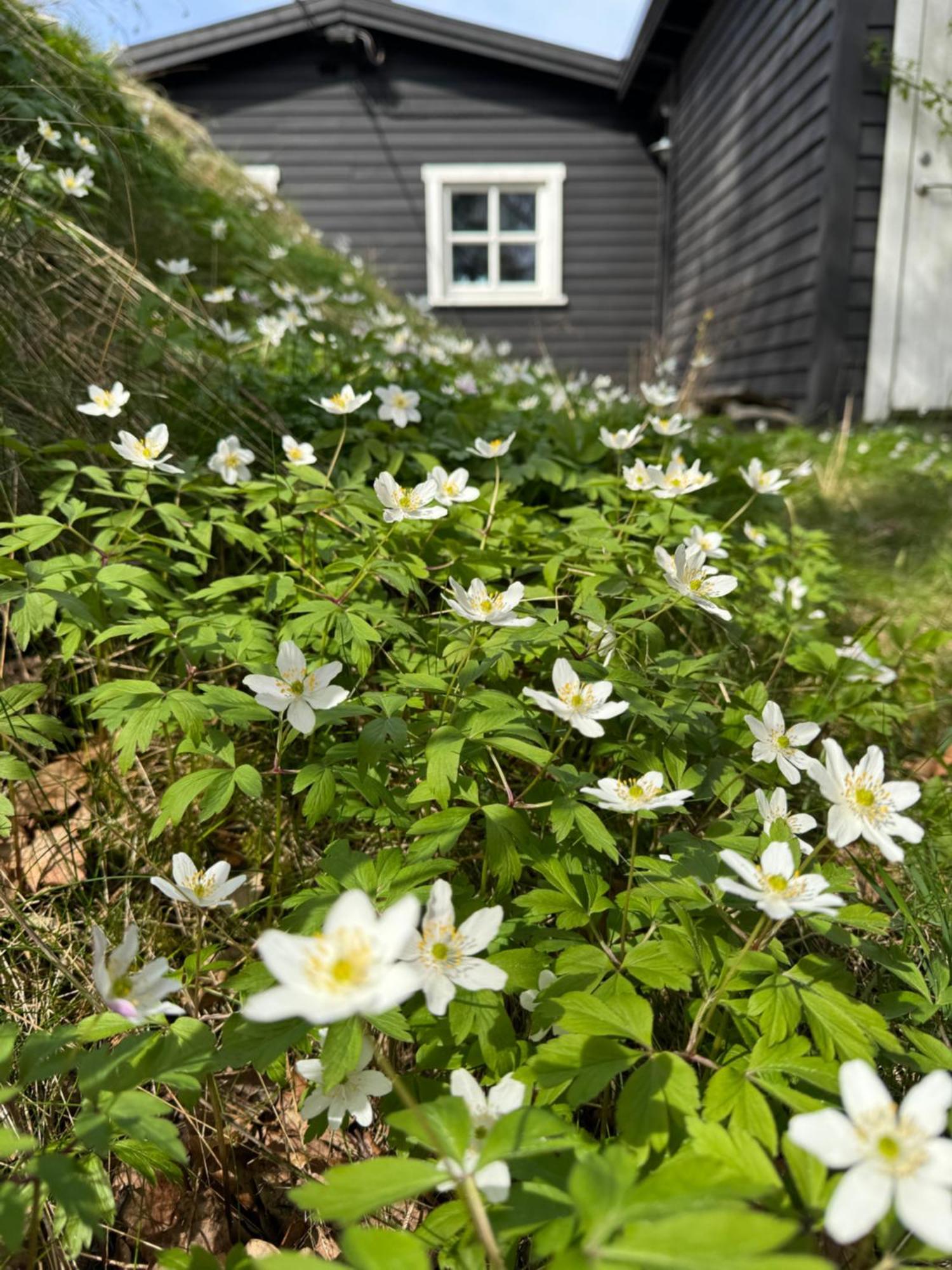 Kunstnerhytte Med Panoramautsikt Pa Furuholmen *